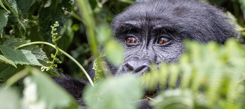 Mountain gorilla trekking in Bwindi Impenetrable National Park