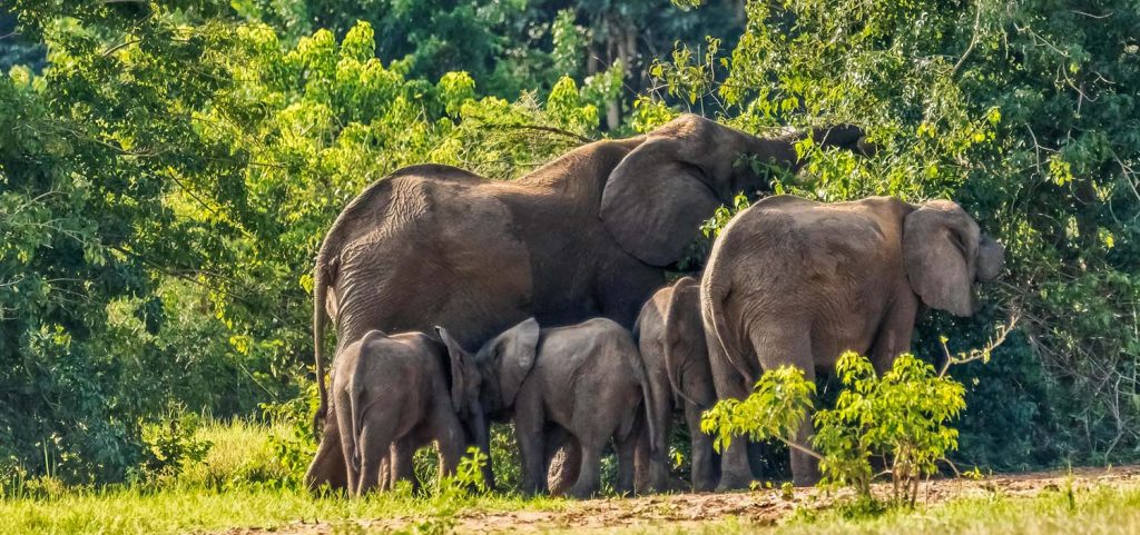 African elephant herd walking through Murchison Falls savannah woodland