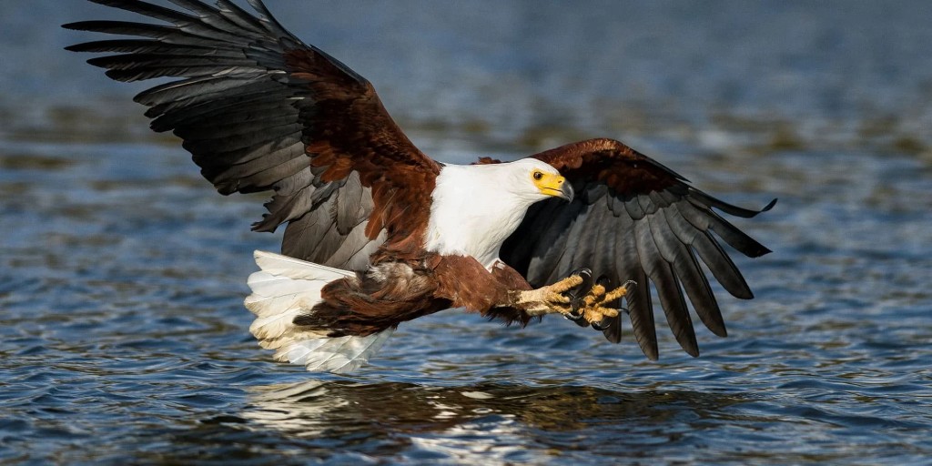 African fish eagle perched above the Victoria Nile in Murchison Falls