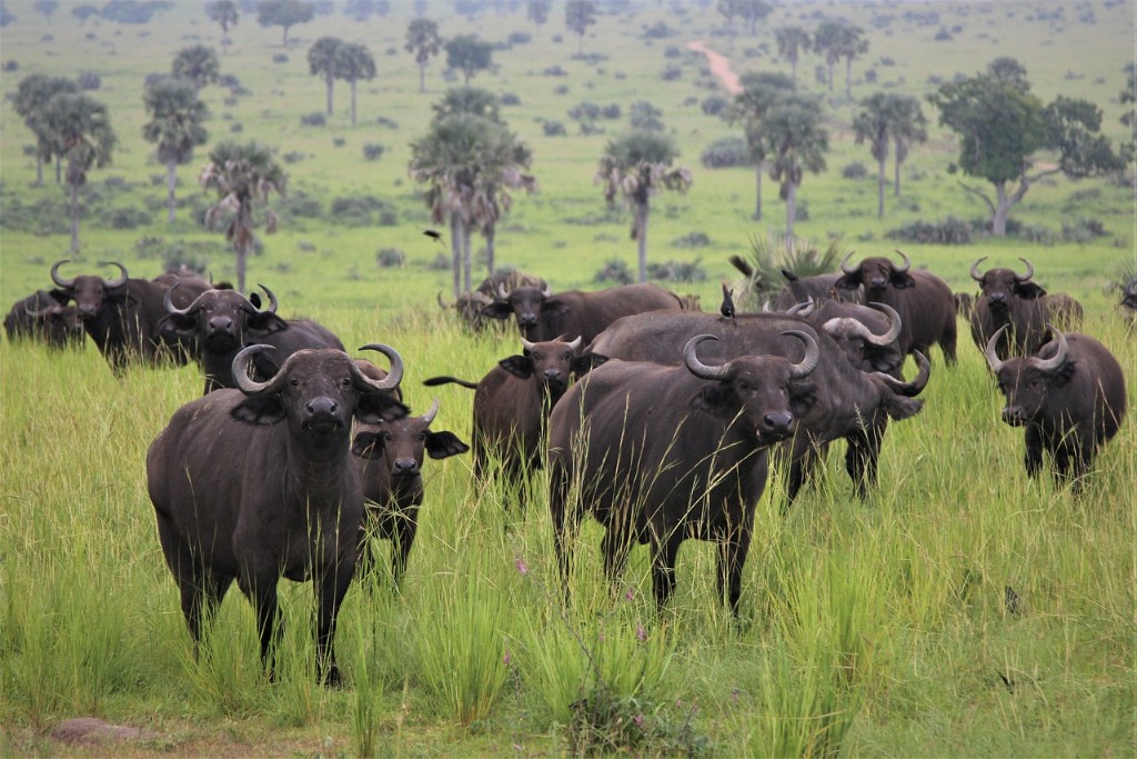 Cape buffalo herd crossing a dusty track in Murchison Falls National Park