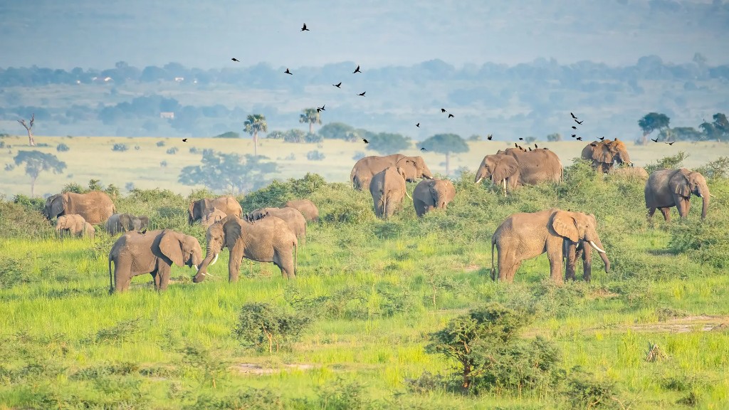 Panoramic landscape of Murchison Falls National Park savannah and Nile escarpment