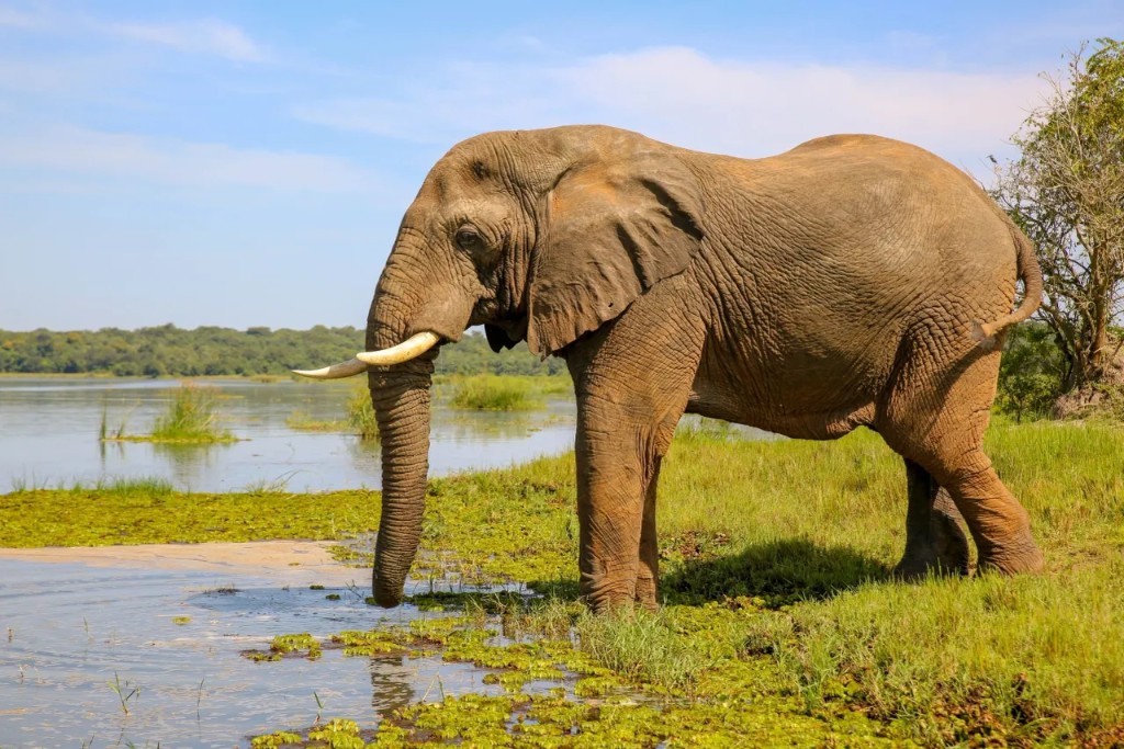 Elephant drinking at the Nile riverbank in Murchison Falls National Park