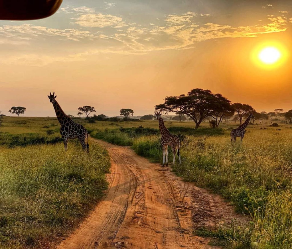 Tall Nubian giraffe silhouette at sunset in Murchison Falls National Park