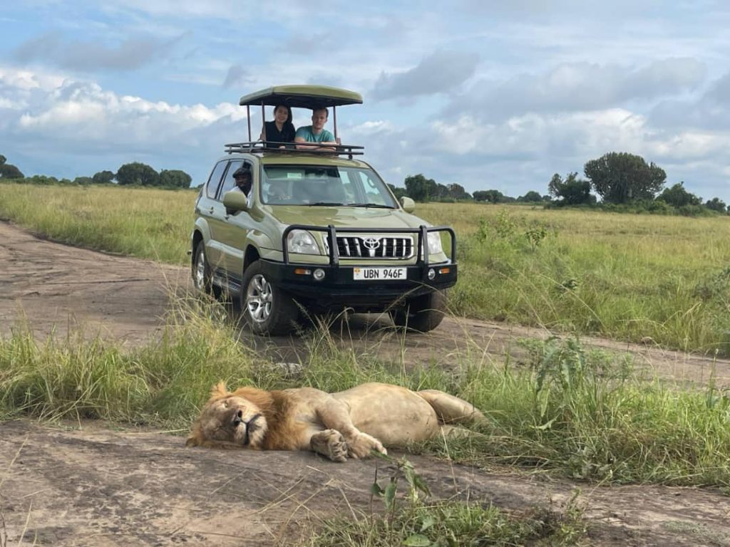 Guests watching lions from a Land Cruiser on a Murchison Falls safari