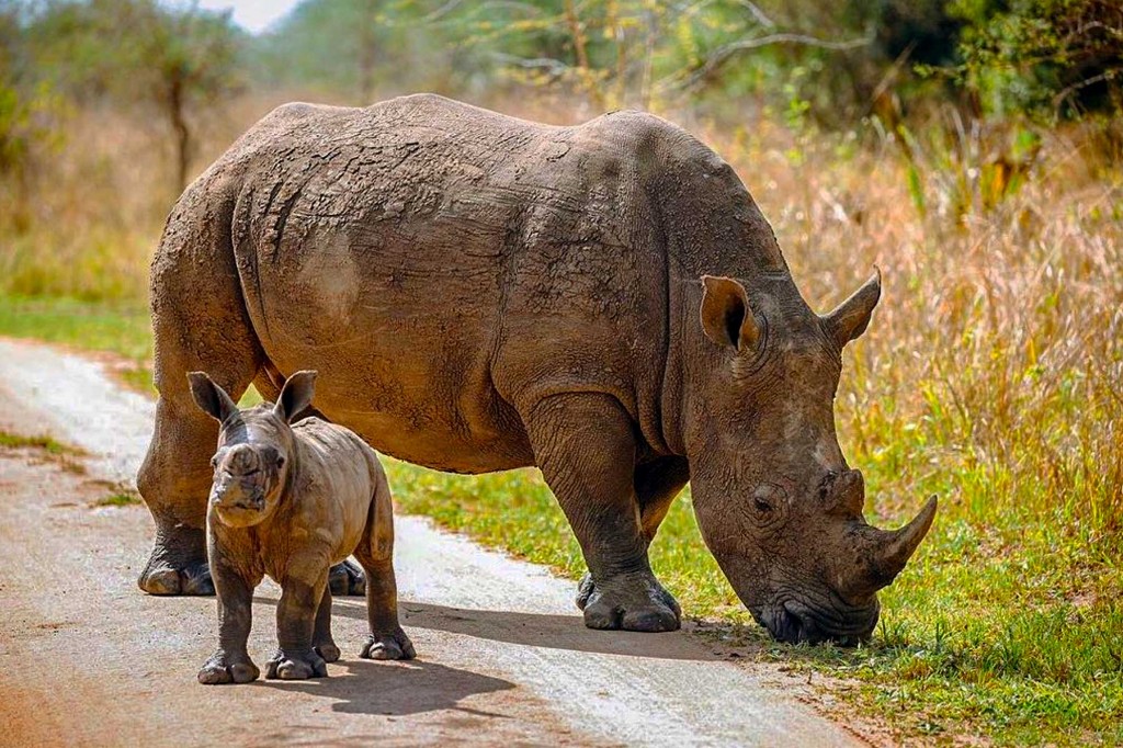 Guided walking rhino tracking group at Ziwa Rhino Sanctuary Uganda