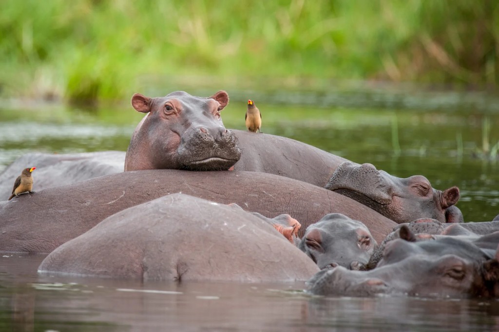 Pod of hippos in the Victoria Nile below Murchison Falls