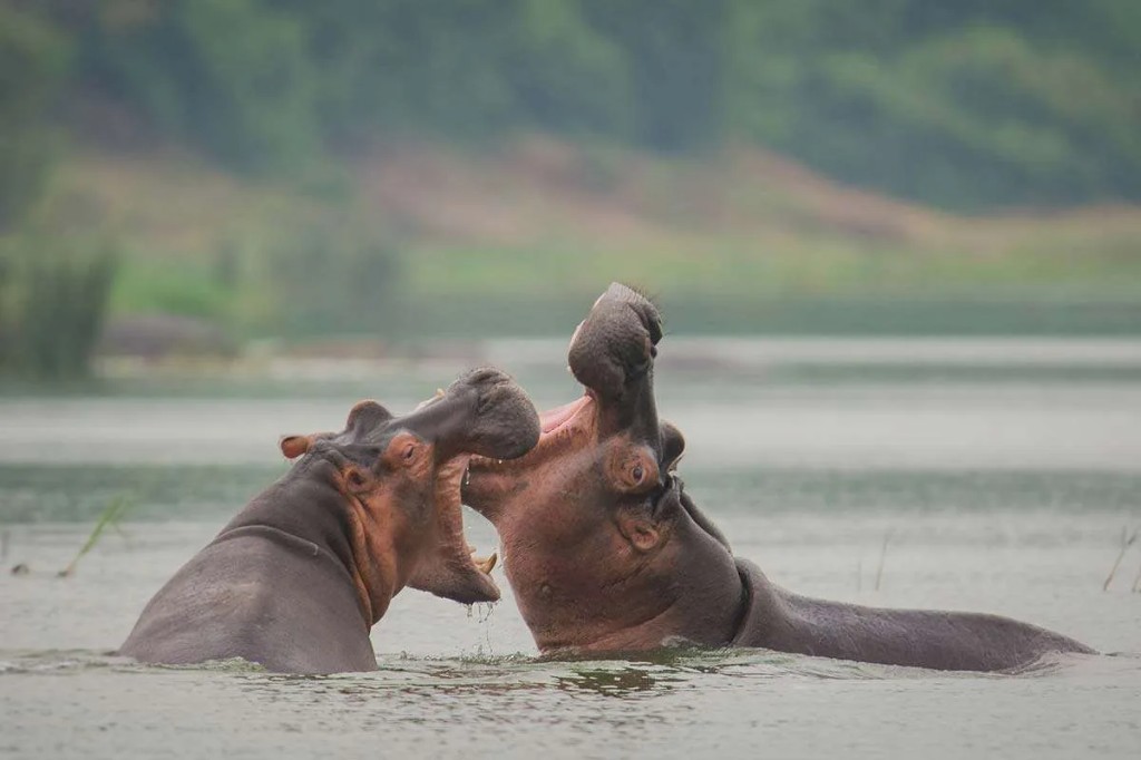 Hippos surfacing beside a safari boat on the Victoria Nile in Murchison Falls