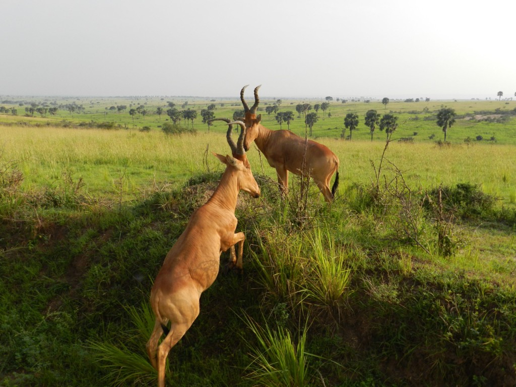Jackson’s hartebeest antelope in Murchison Falls open plains Uganda