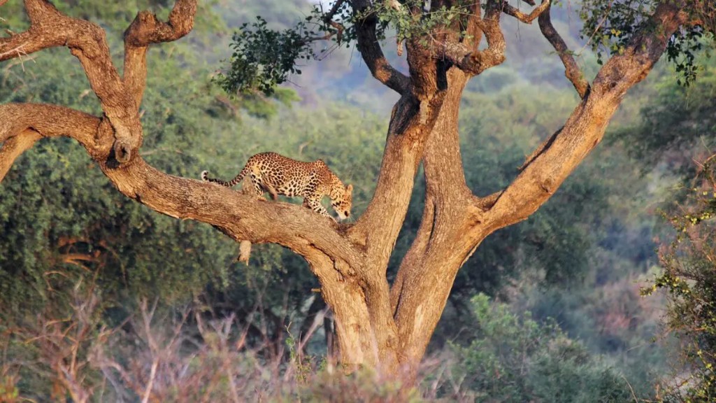 Leopard resting on a wild fig branch in Murchison Falls National Park