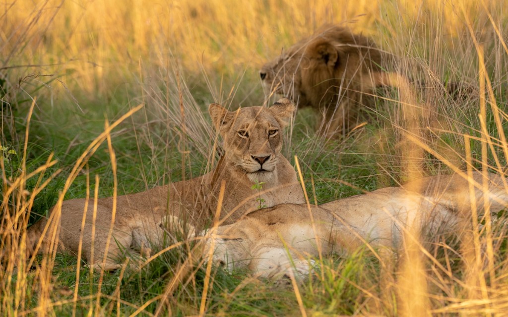 Male lion resting in tall grass on a Murchison Falls National Park game drive