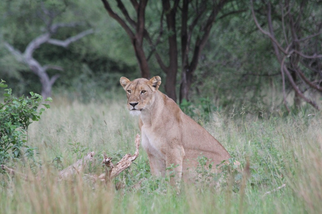 Lioness stalking through golden savannah grass at Murchison Falls Uganda
