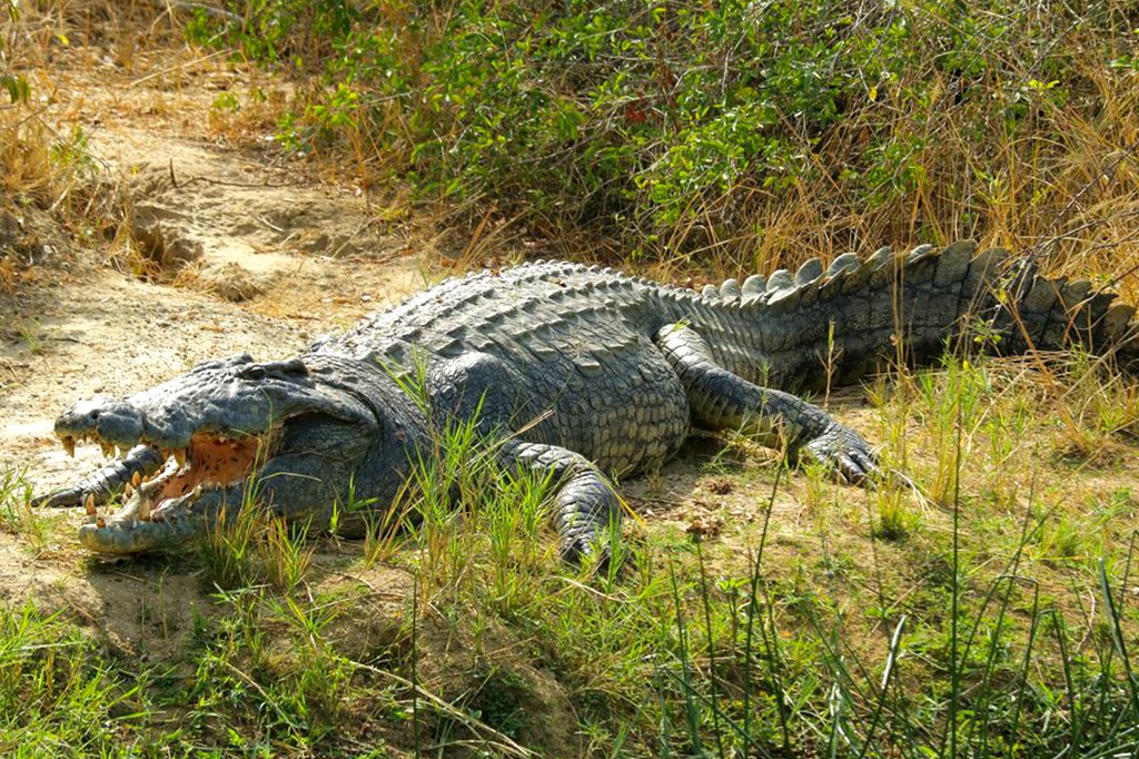 Large Nile crocodile basking on a sandbank near Murchison Falls