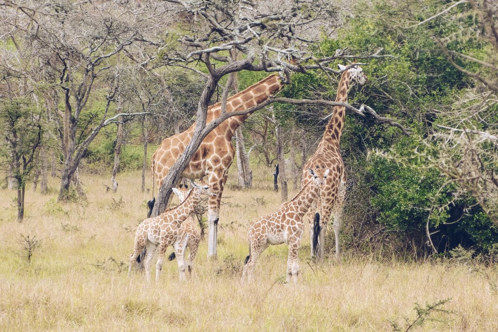 Nubian giraffe pair feeding among acacia trees in Murchison Falls National Park