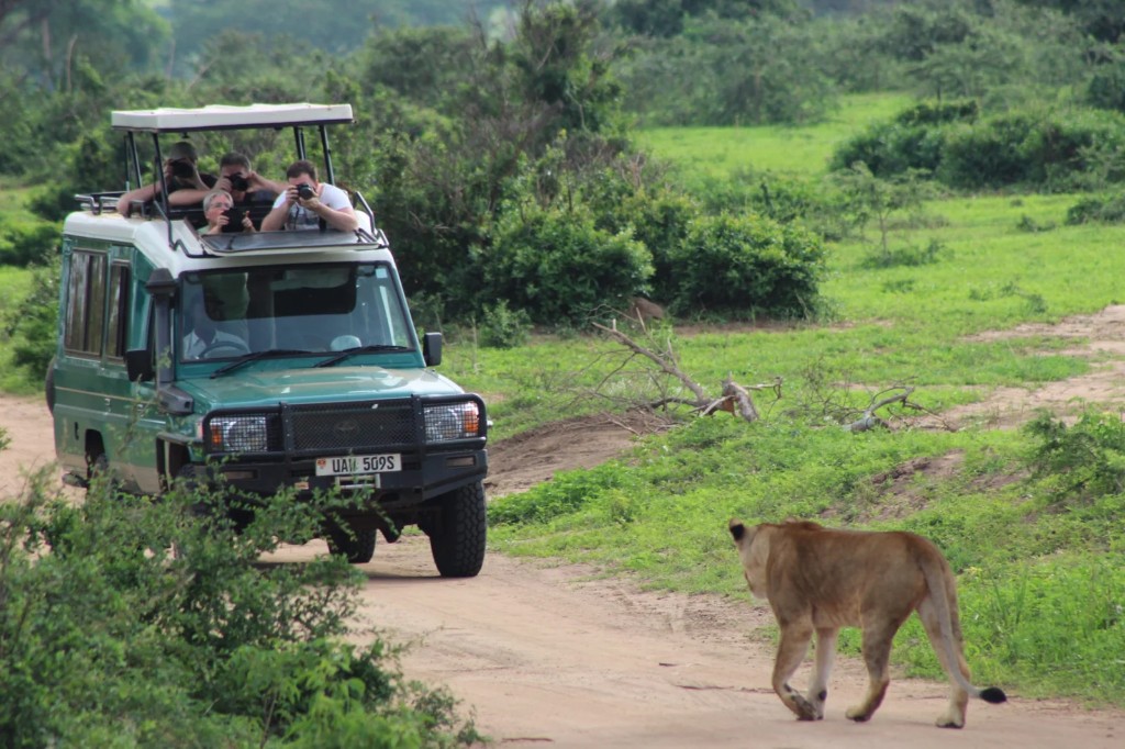 Optional final game drive at sunrise in Murchison Falls National Park