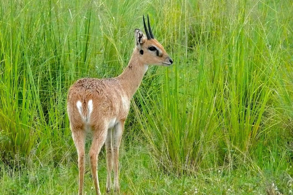 Oribi antelope alert in short grass at Murchison Falls National Park