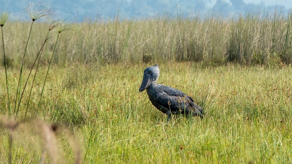 Shoebill stork standing in papyrus swamp wetlands near Murchison Falls