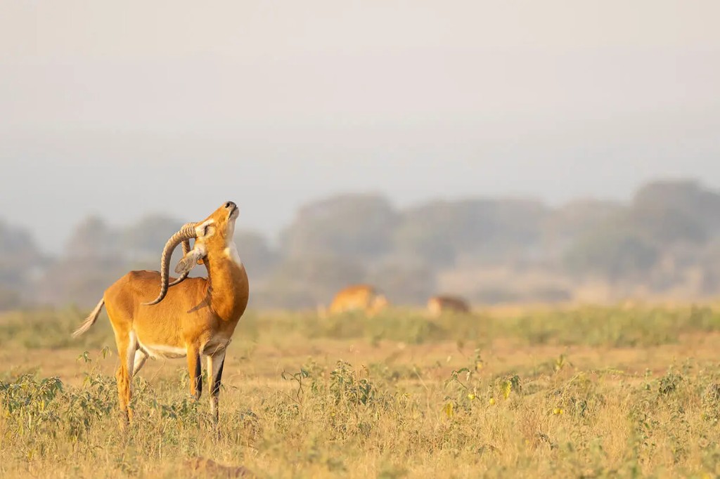 Uganda kob antelope standing in green grassland of Murchison Falls National Park