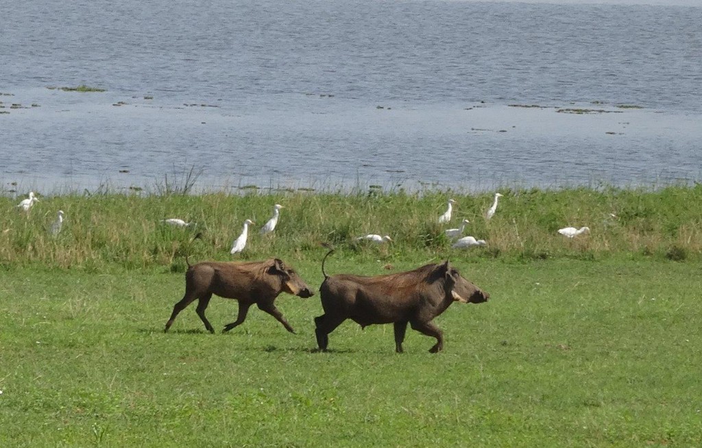 Warthogs running with tails up across Murchison Falls savannah