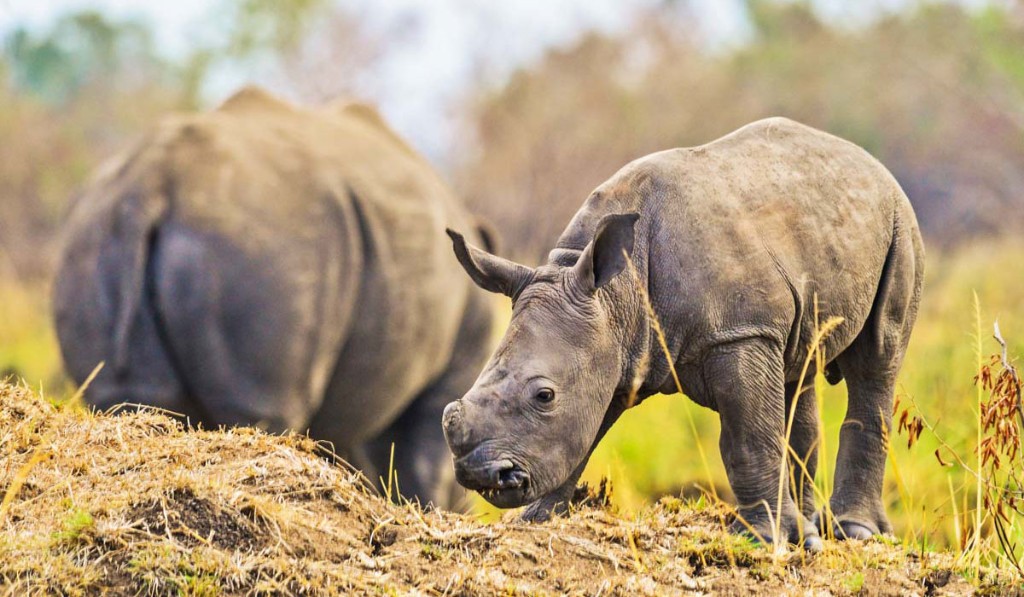 White rhino cow and calf during a walking safari at Ziwa Rhino Sanctuary Uganda